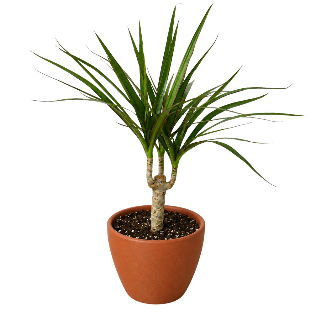 Marginata Dracaena