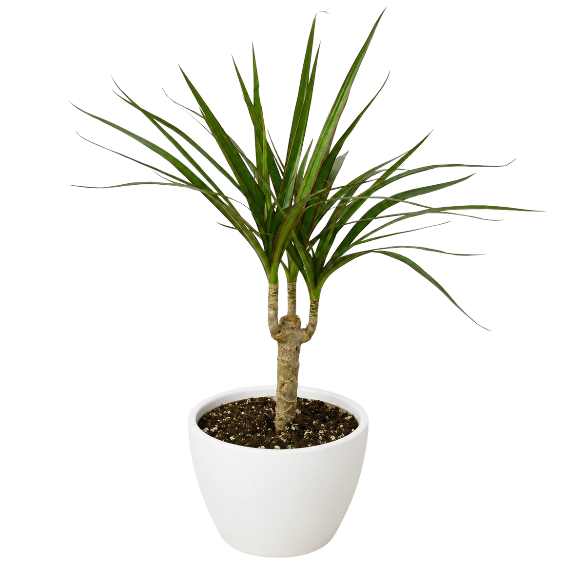 Marginata Dracaena