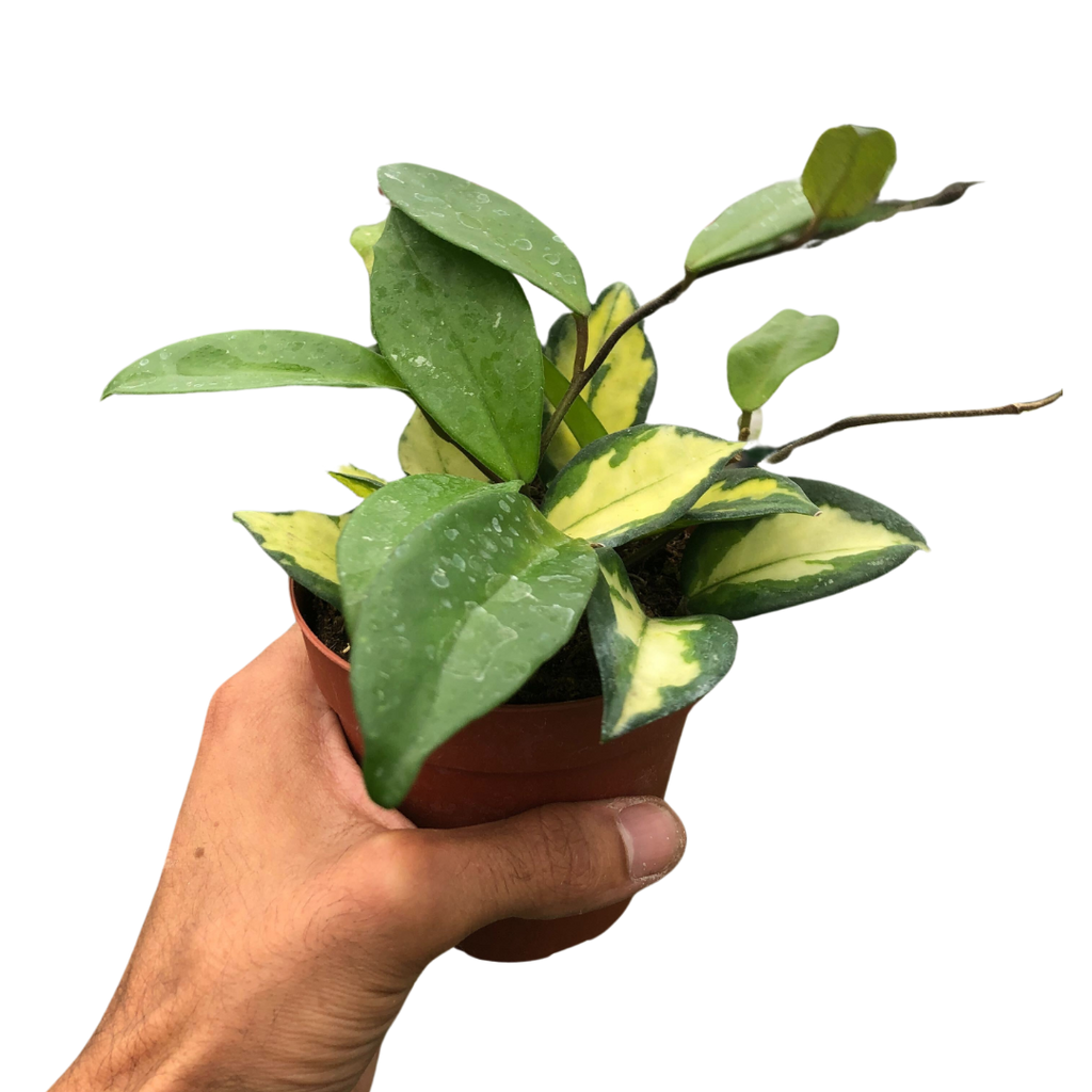 Krimson Princess Hoya