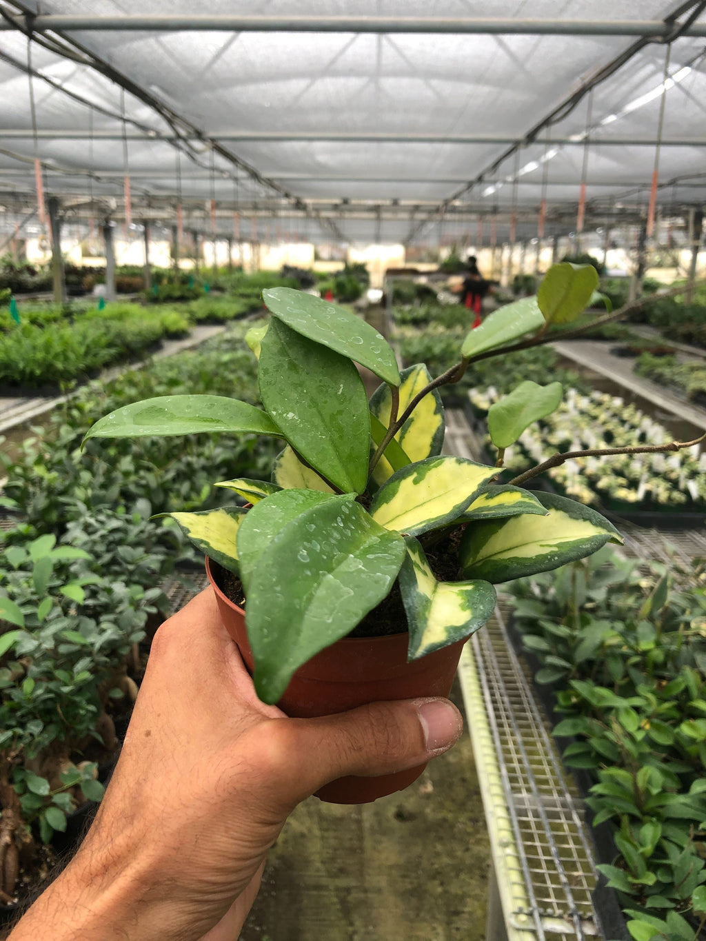 Krimson Princess Hoya