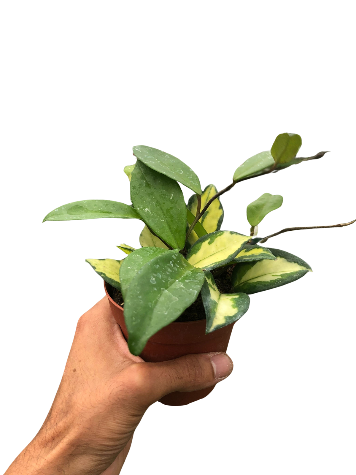 Krimson Princess Hoya