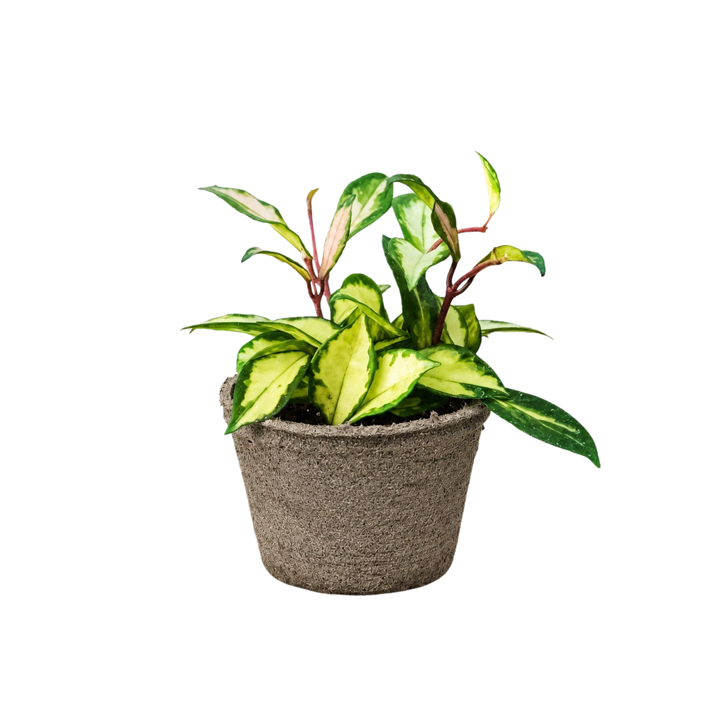 Krimson Princess Hoya