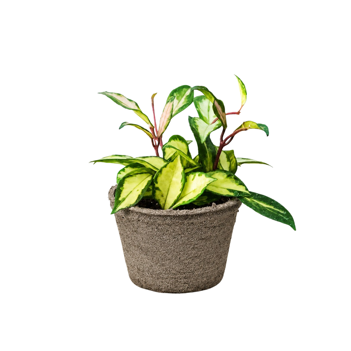 Krimson Princess Hoya