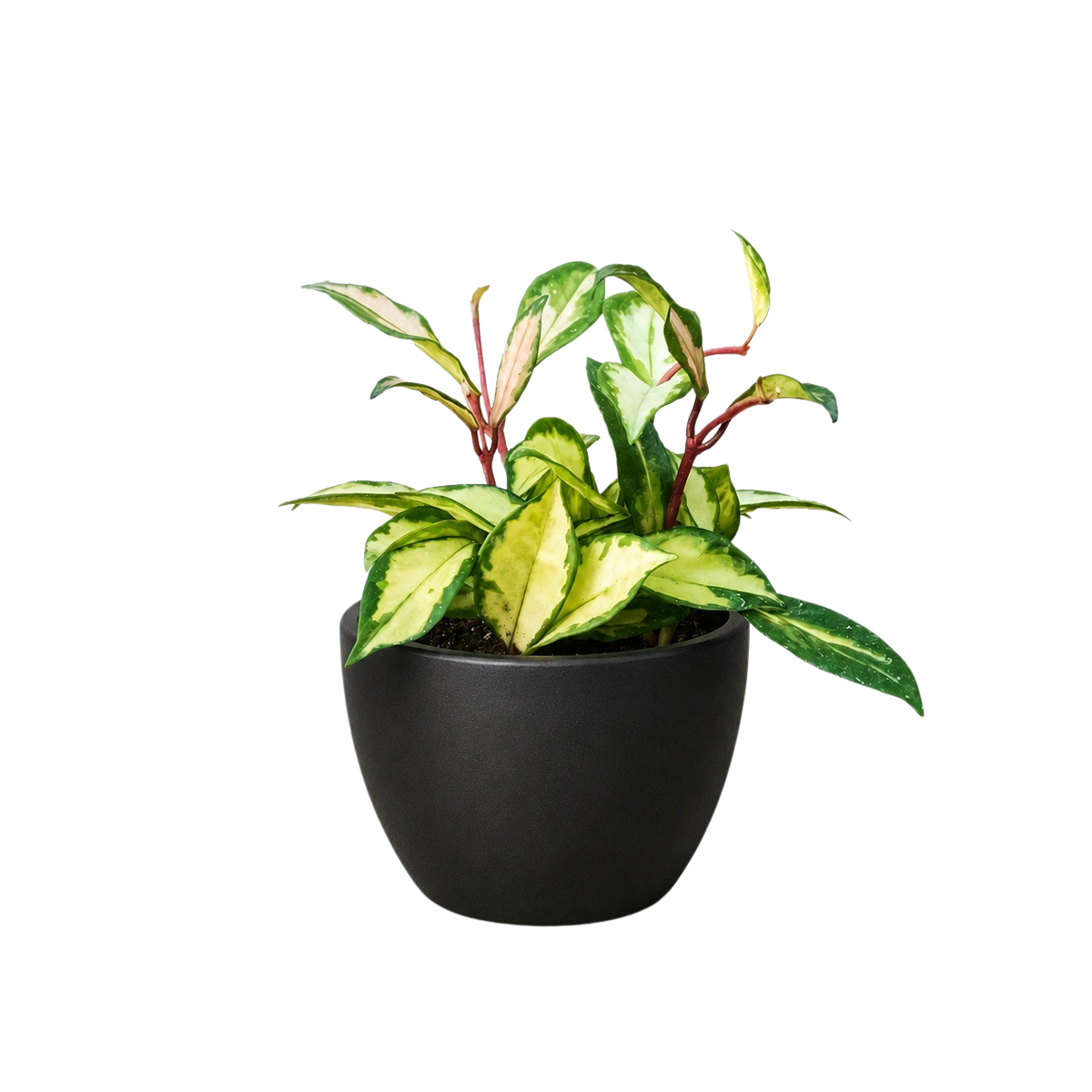 Krimson Princess Hoya