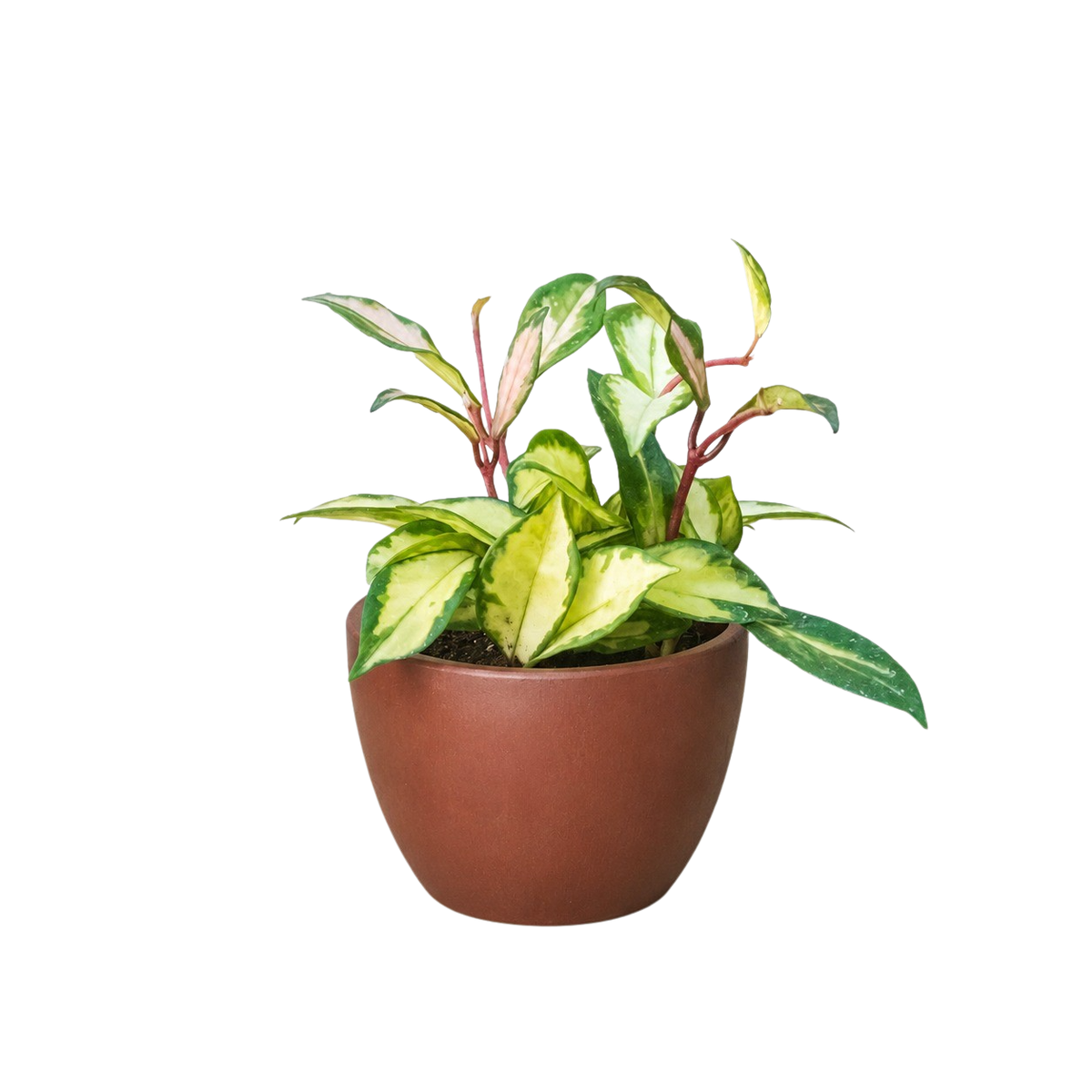 Krimson Princess Hoya