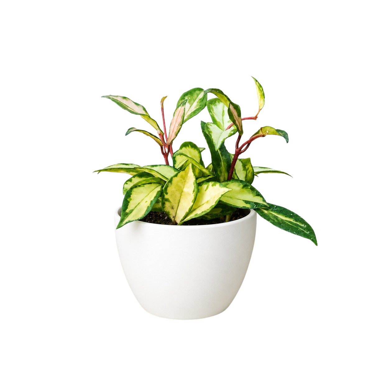 Krimson Princess Hoya