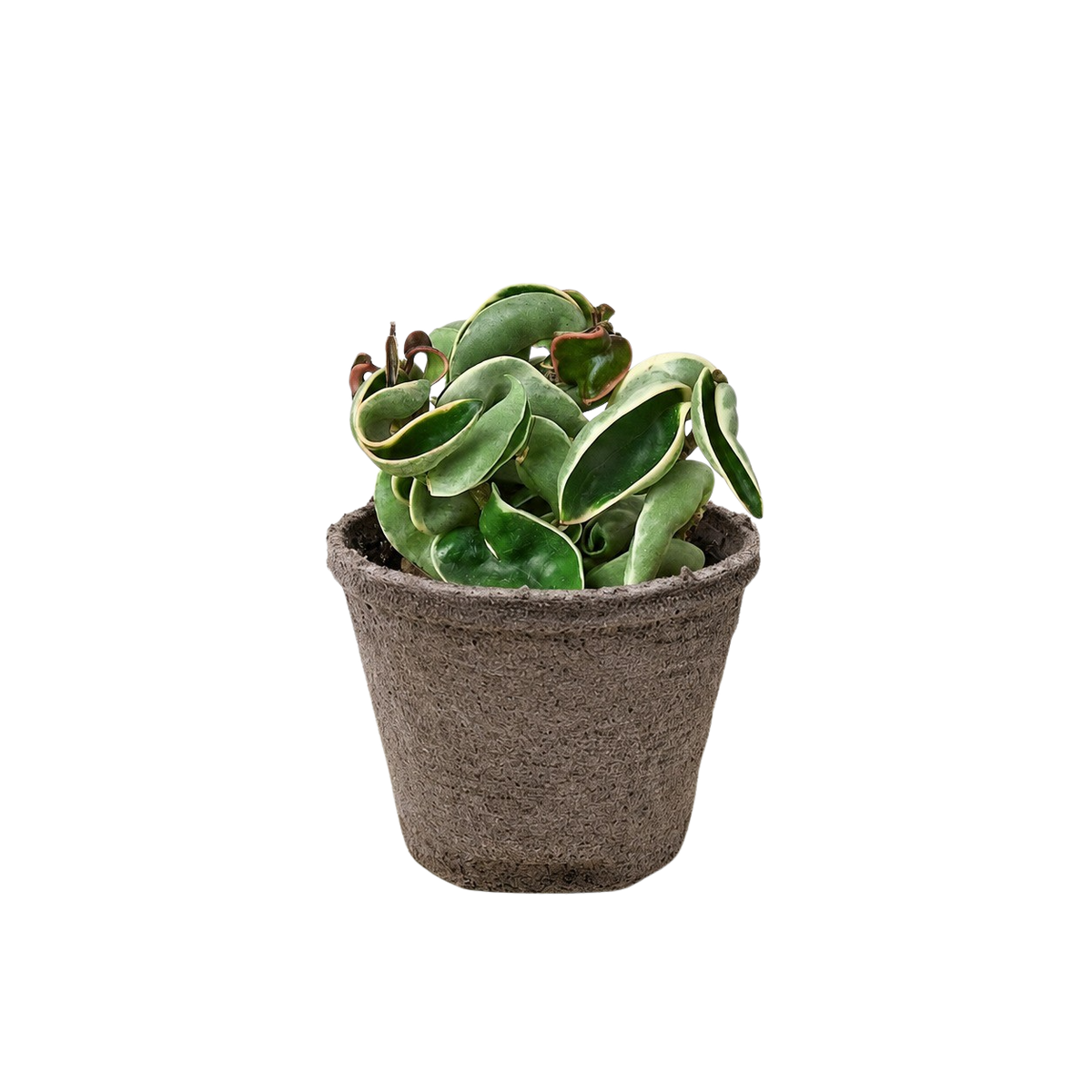Variegated Hoya Rope Plant