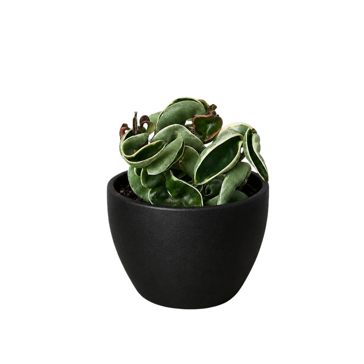 Variegated Hoya Rope Plant