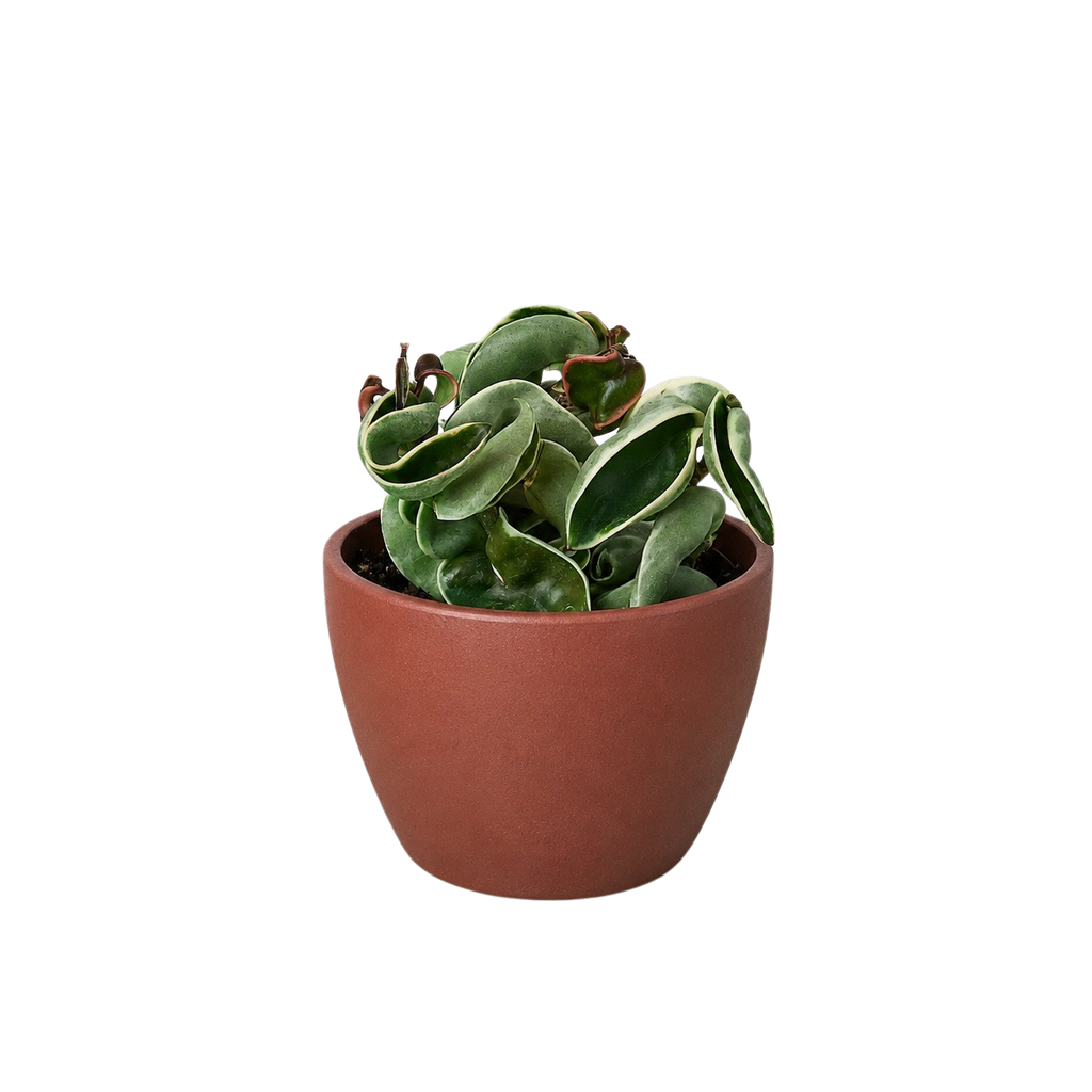 Variegated Hoya Rope Plant