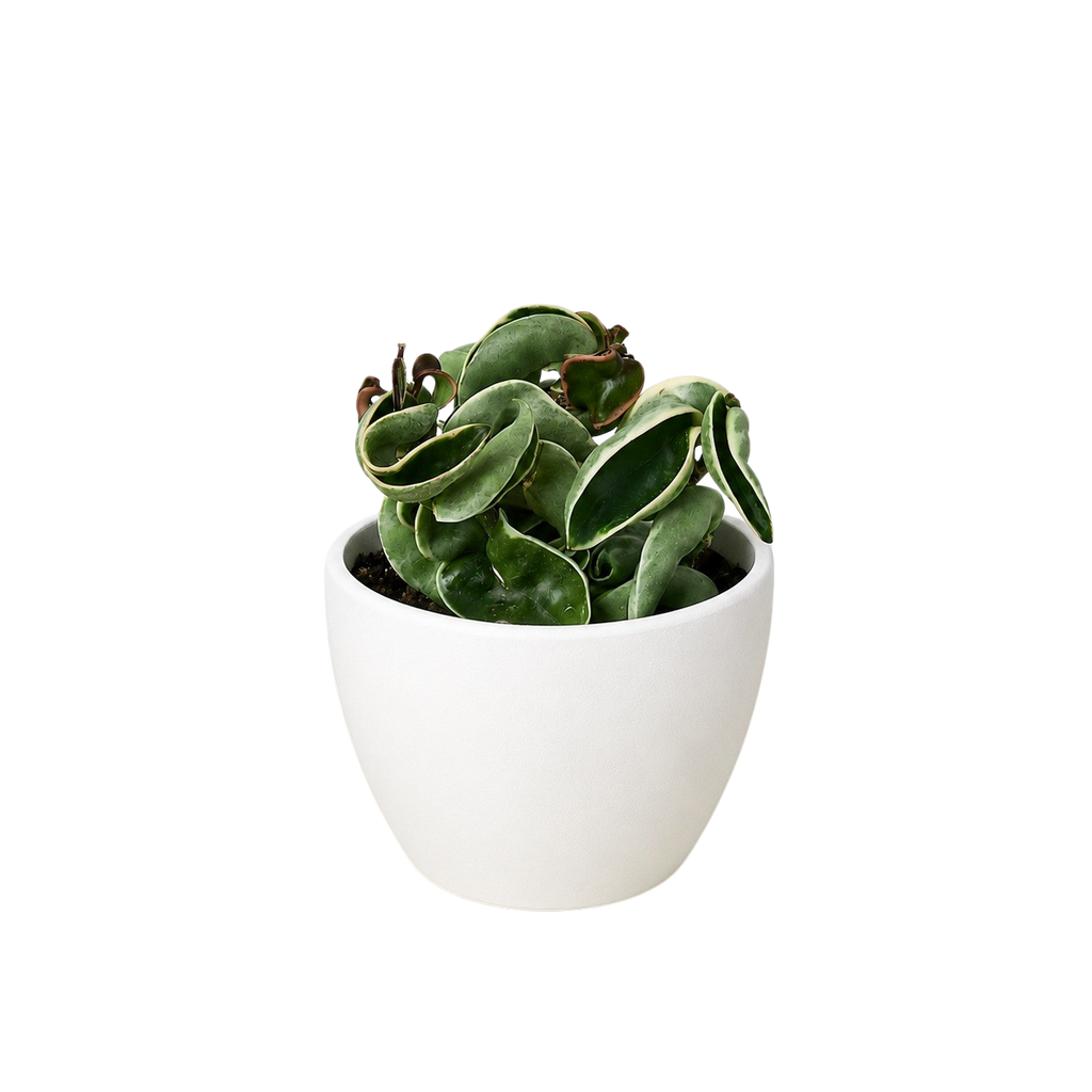 Variegated Hoya Rope Plant