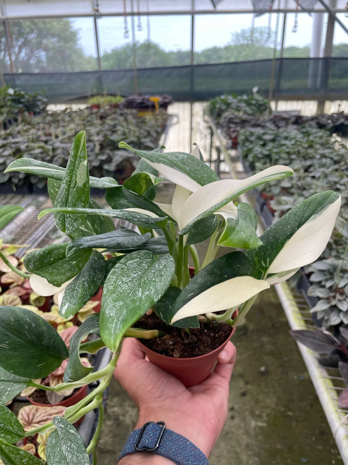 Standeleyana Albo Monstera