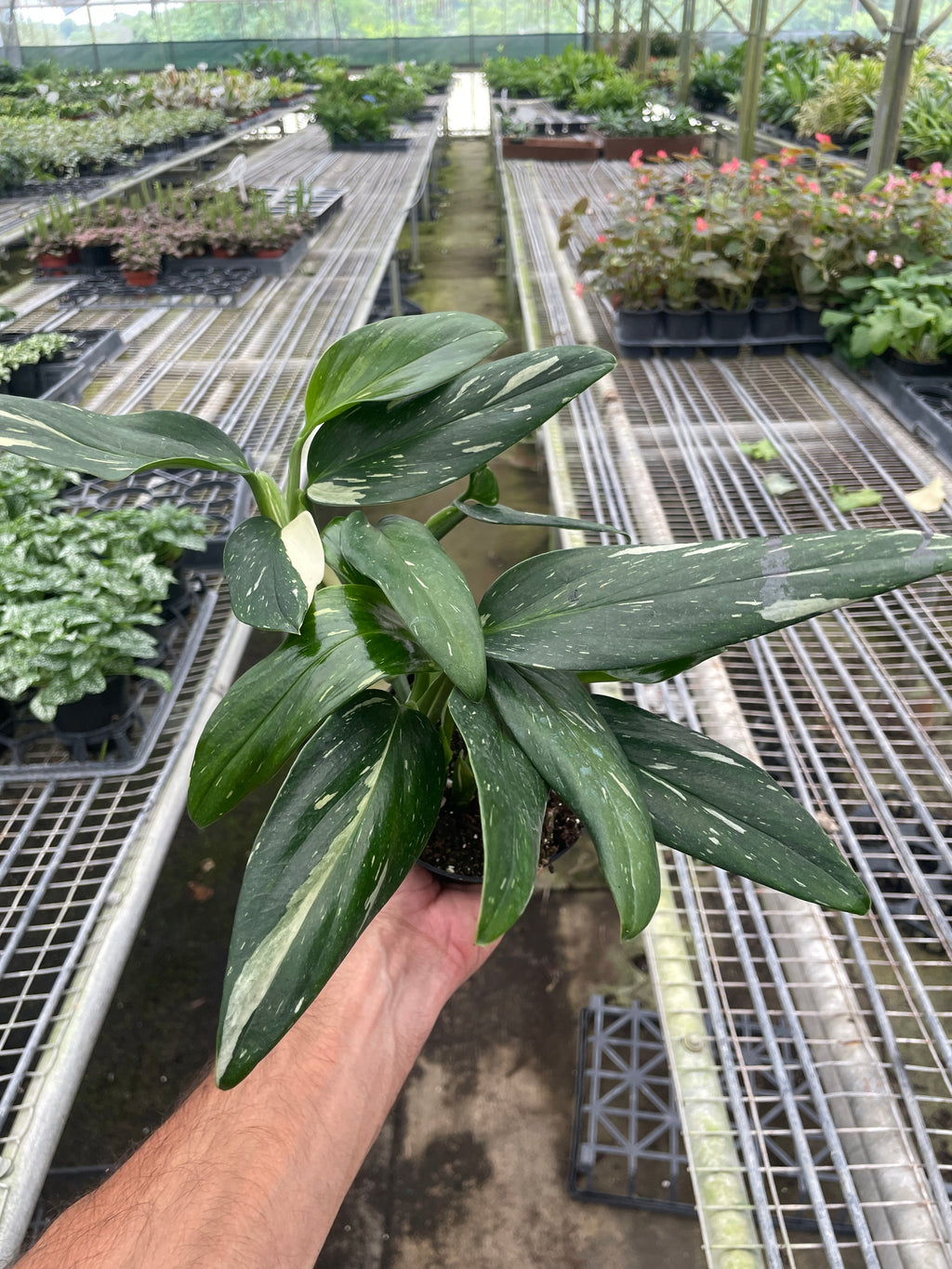 Standeleyana Albo Monstera