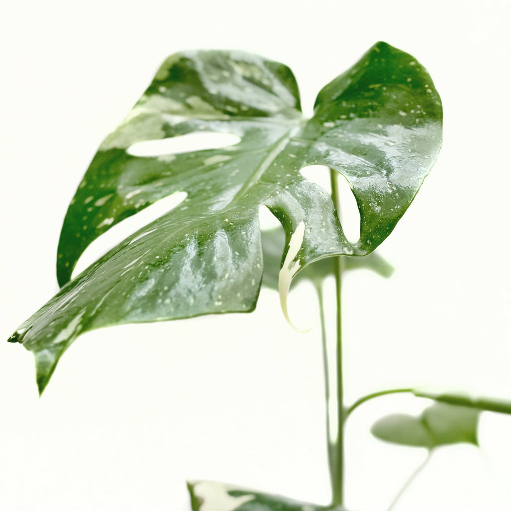 Thai Constellation Monstera