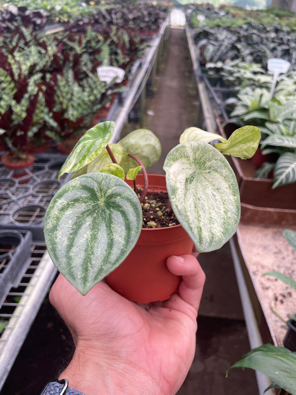 Variegated Watermelon Peperomia