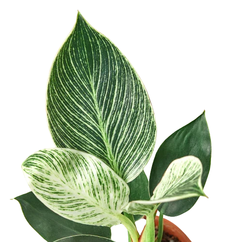 Philodendron Birkin