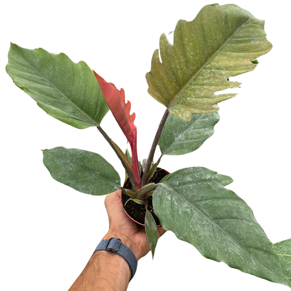 Choco Empress Philodendron