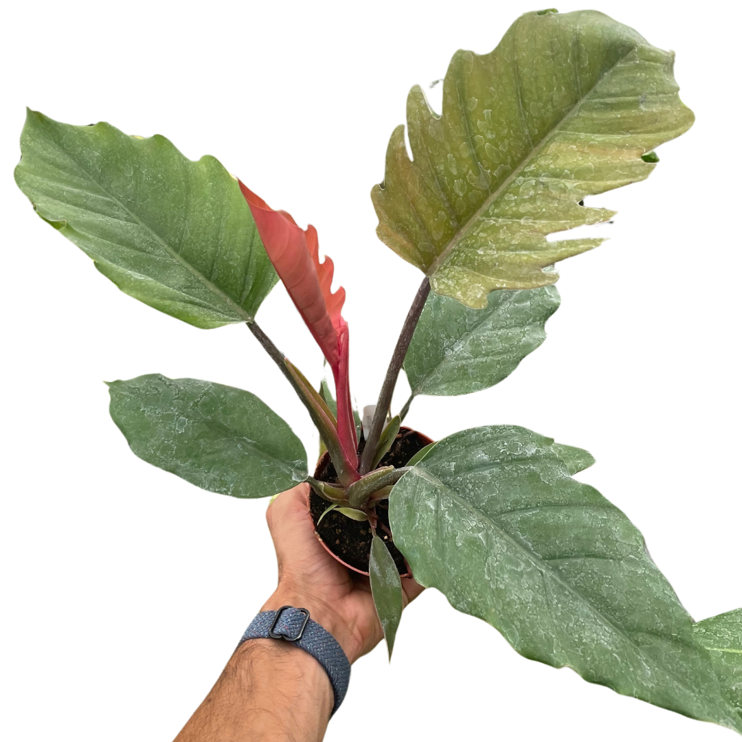 Choco Empress Philodendron