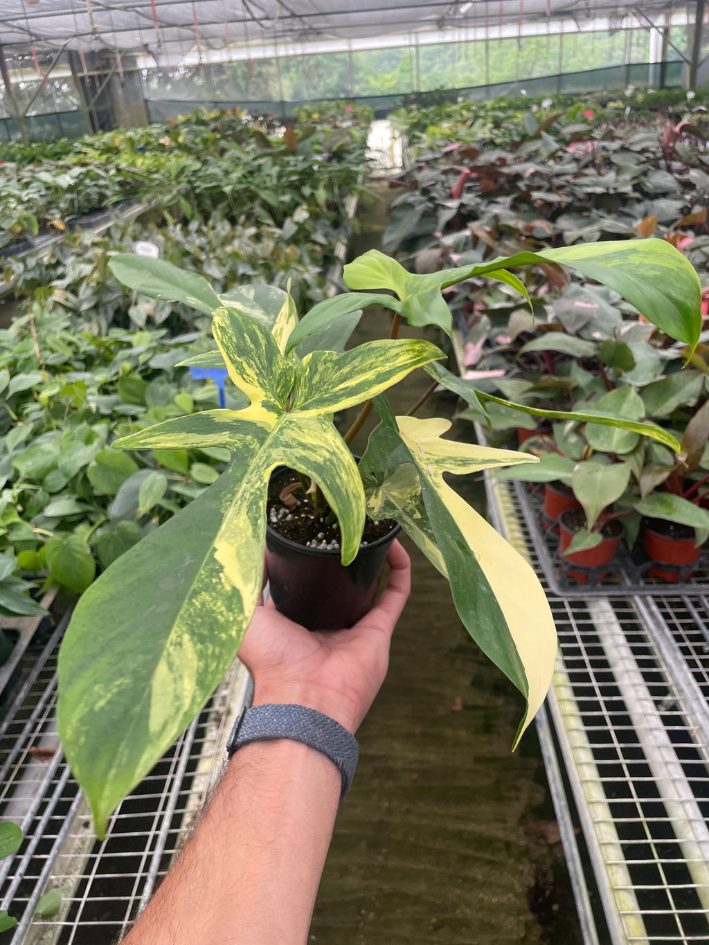 Florida Beauty Philodendron