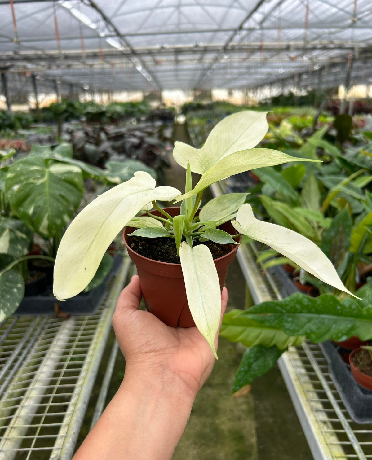 Florida Ghost Philodendron