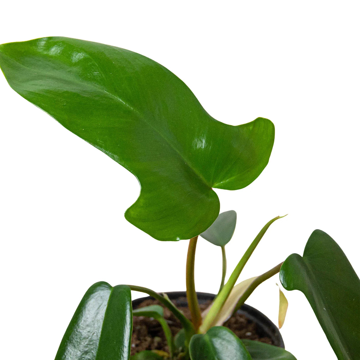 Florida Green Philodendron