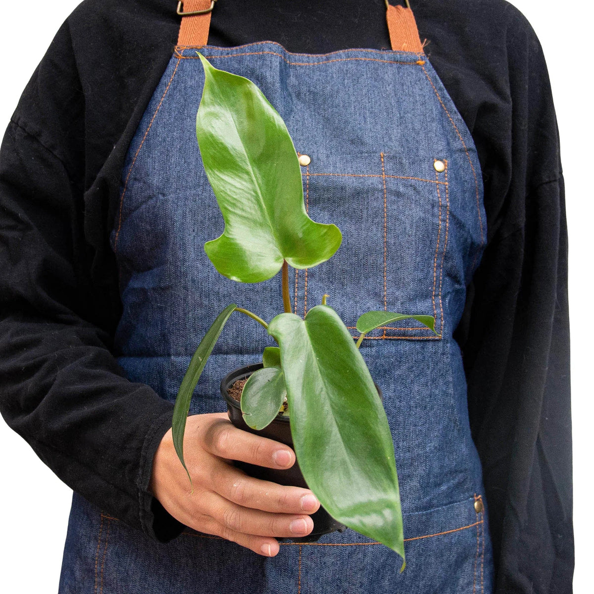 Florida Green Philodendron