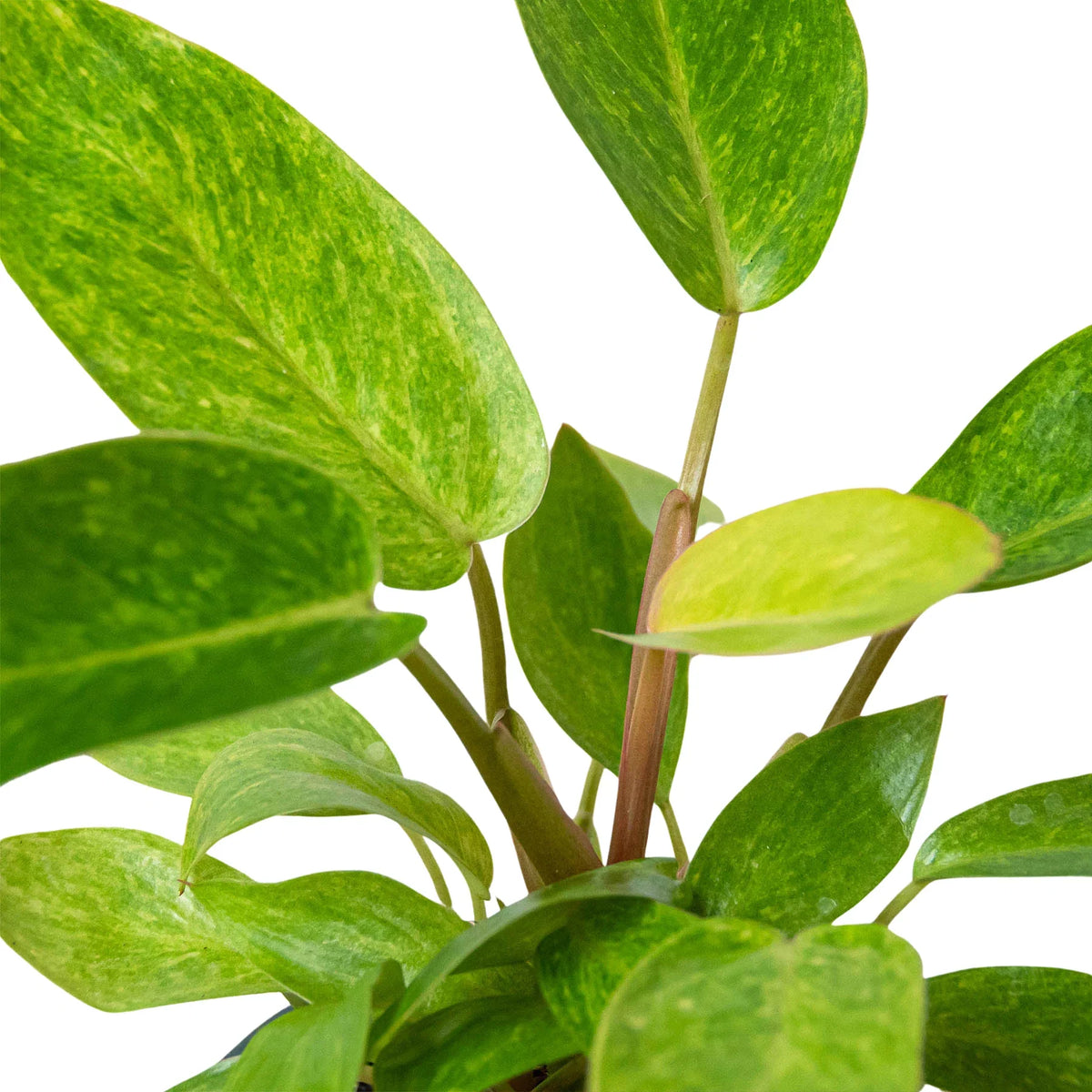 Painted Lady Philodendron