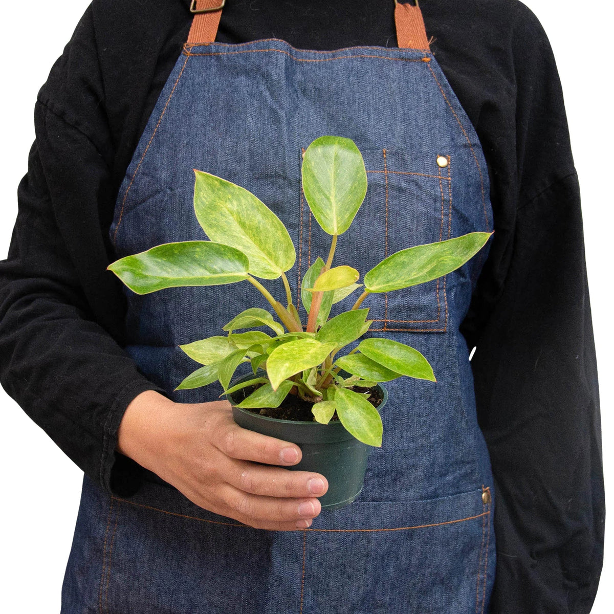 Painted Lady Philodendron