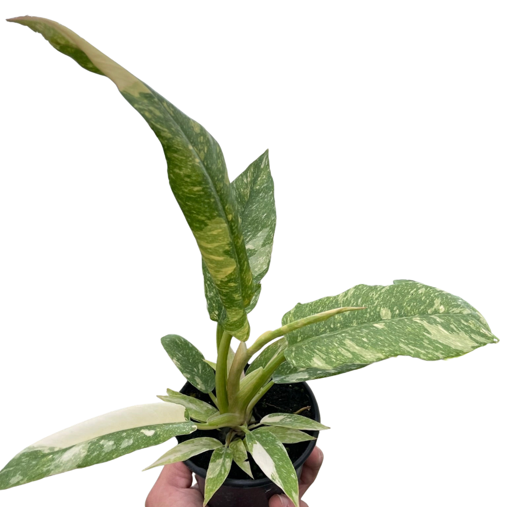 Ring of Fire Philodendron