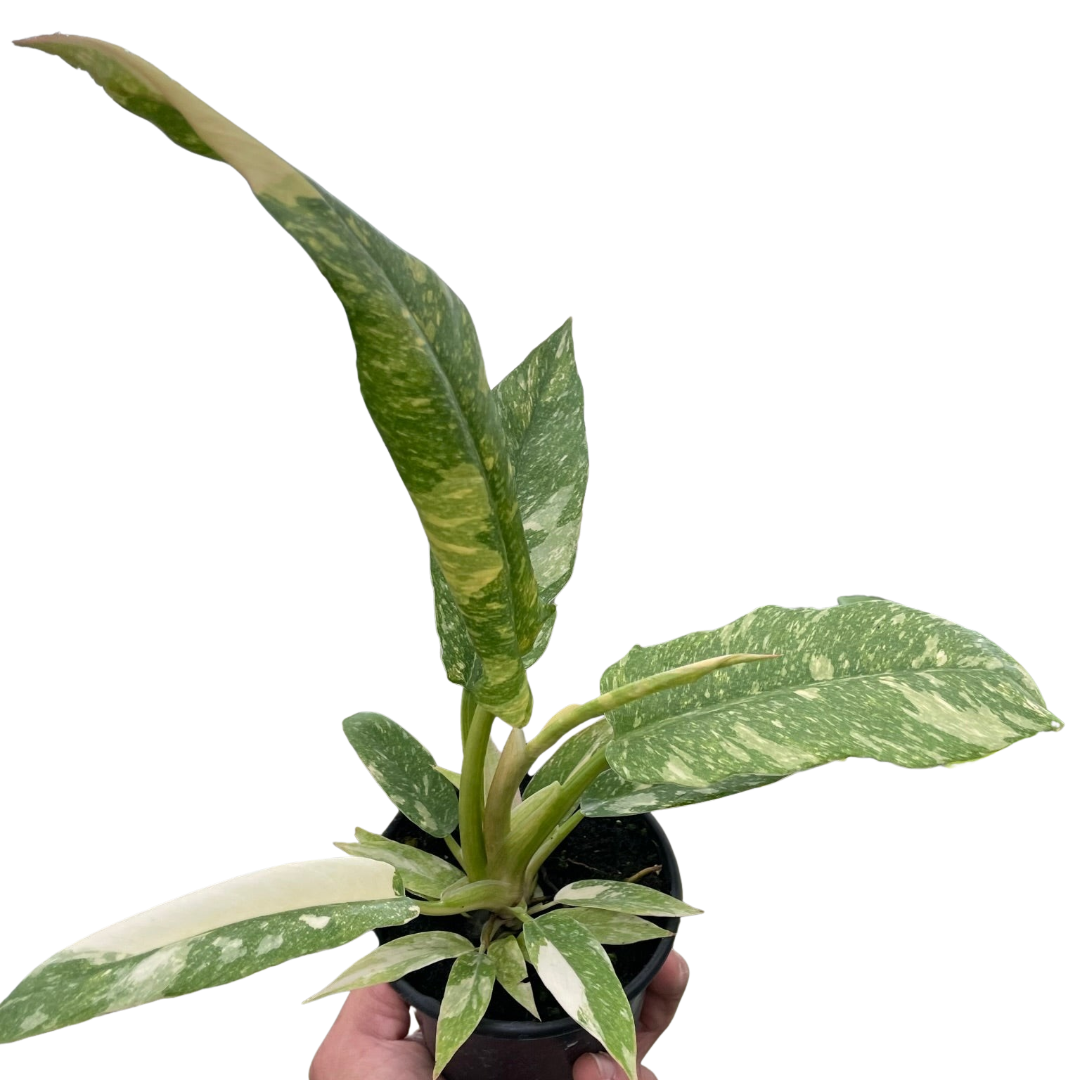 Ring of Fire Philodendron