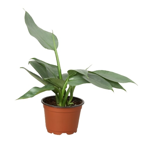Silver Sword Philodendron