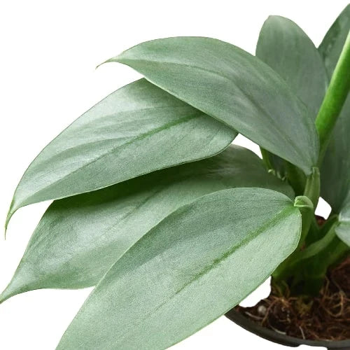 Silver Sword Philodendron