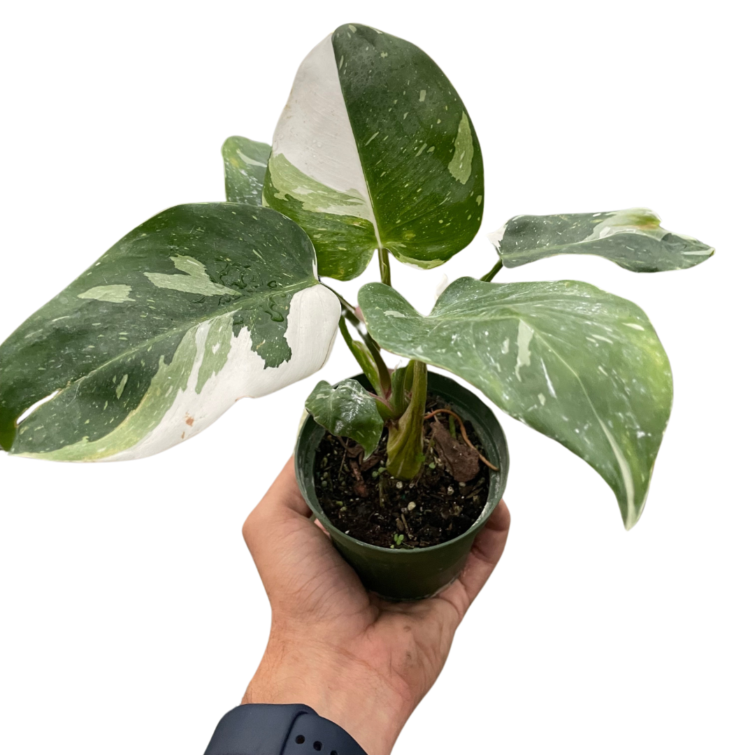 White Princess Philodendron