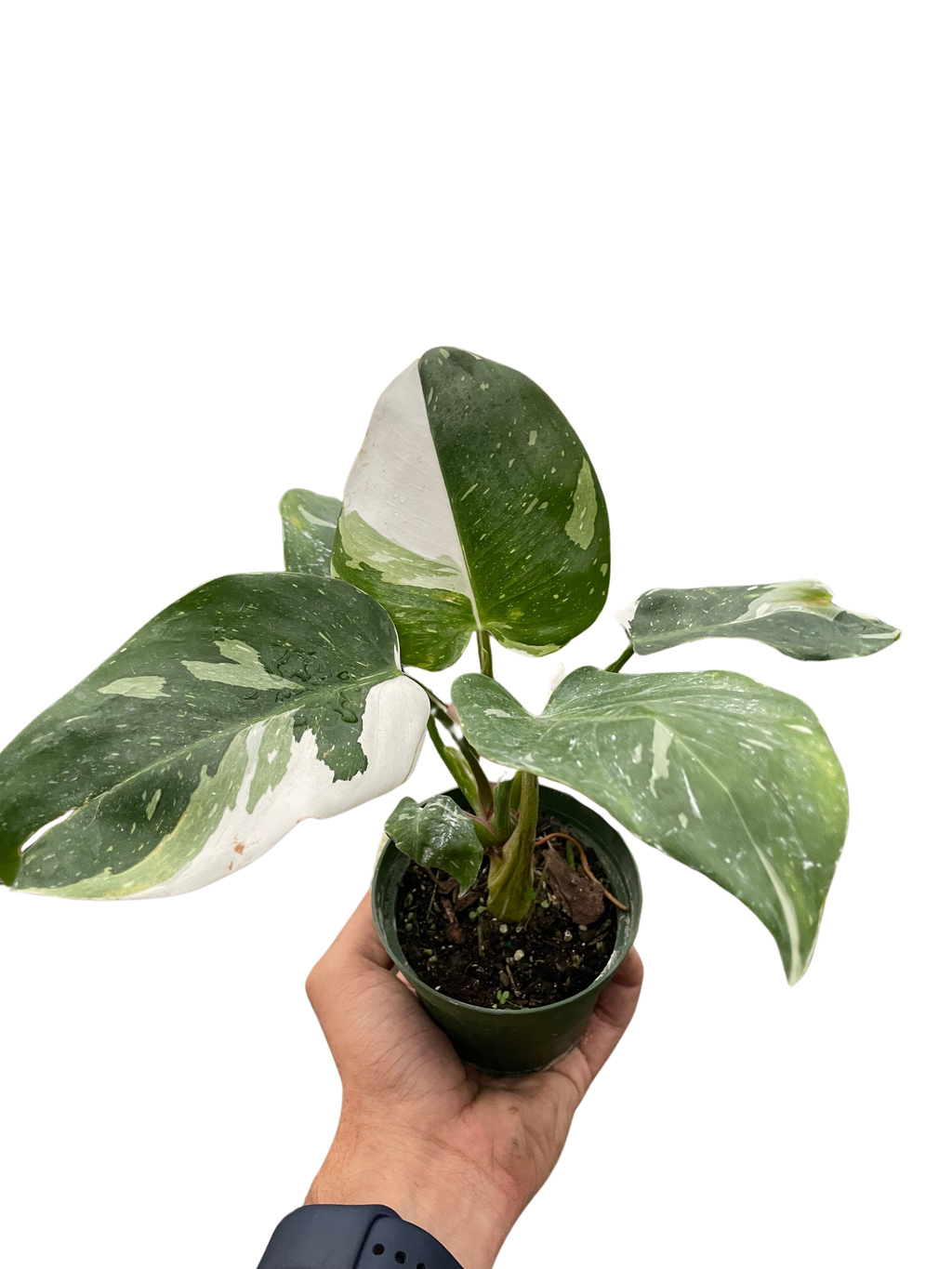 White Princess Philodendron