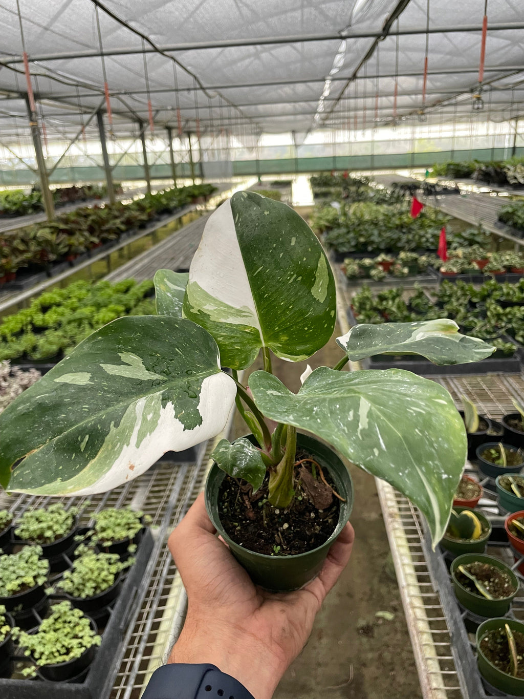 White Princess Philodendron