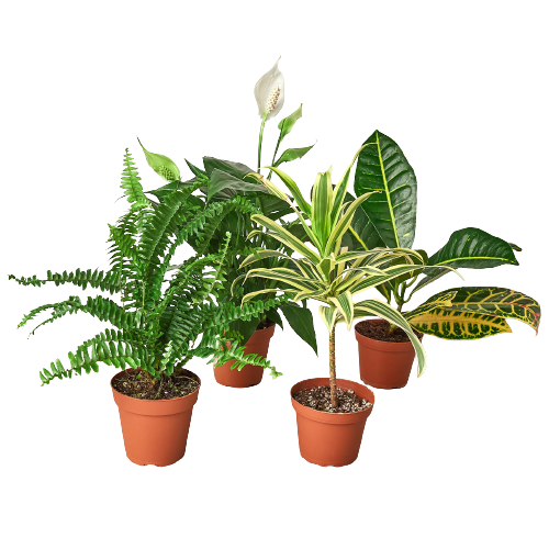 Air Purifying Bundle