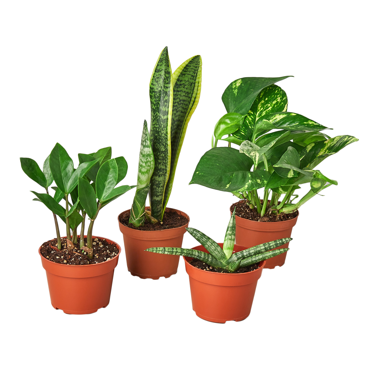 Easy Care Bundle