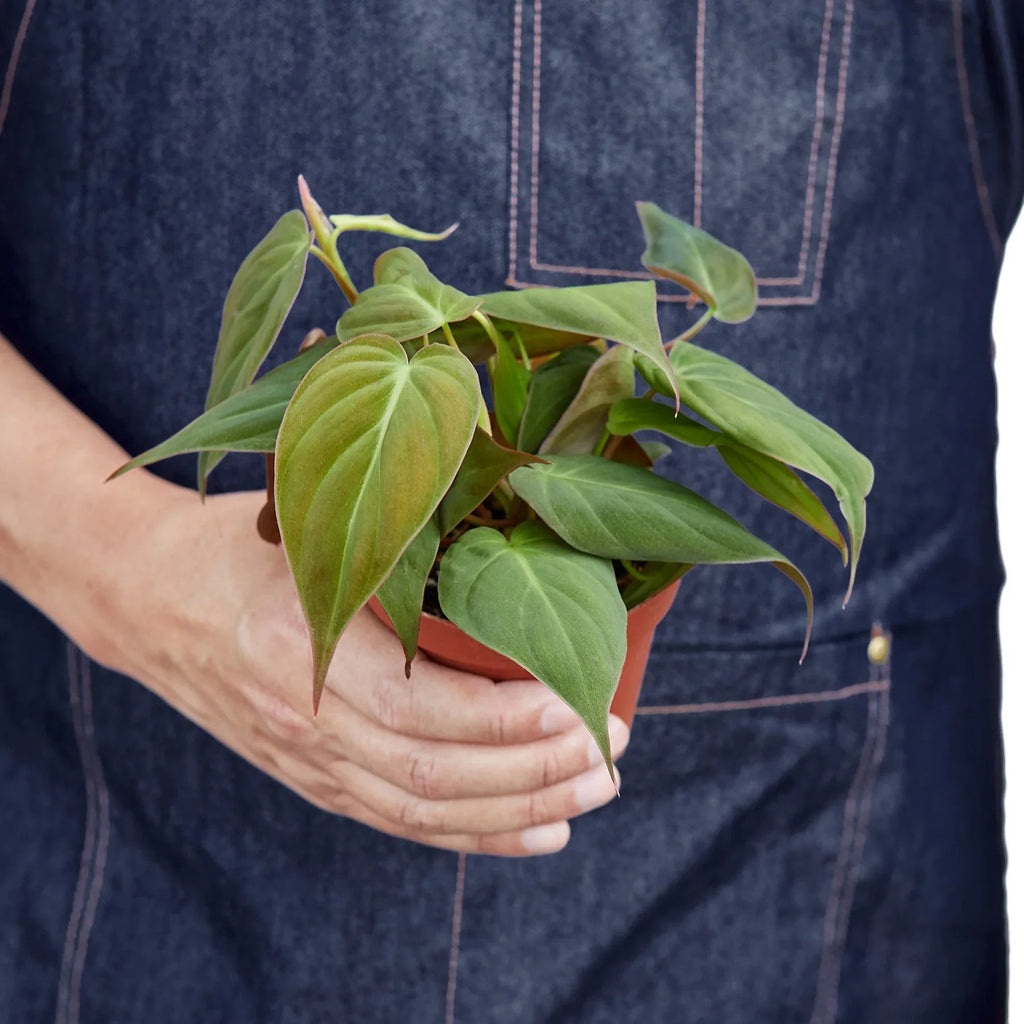 Philodendron Velvet