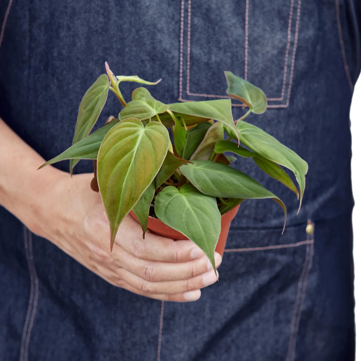 Philodendron Velvet