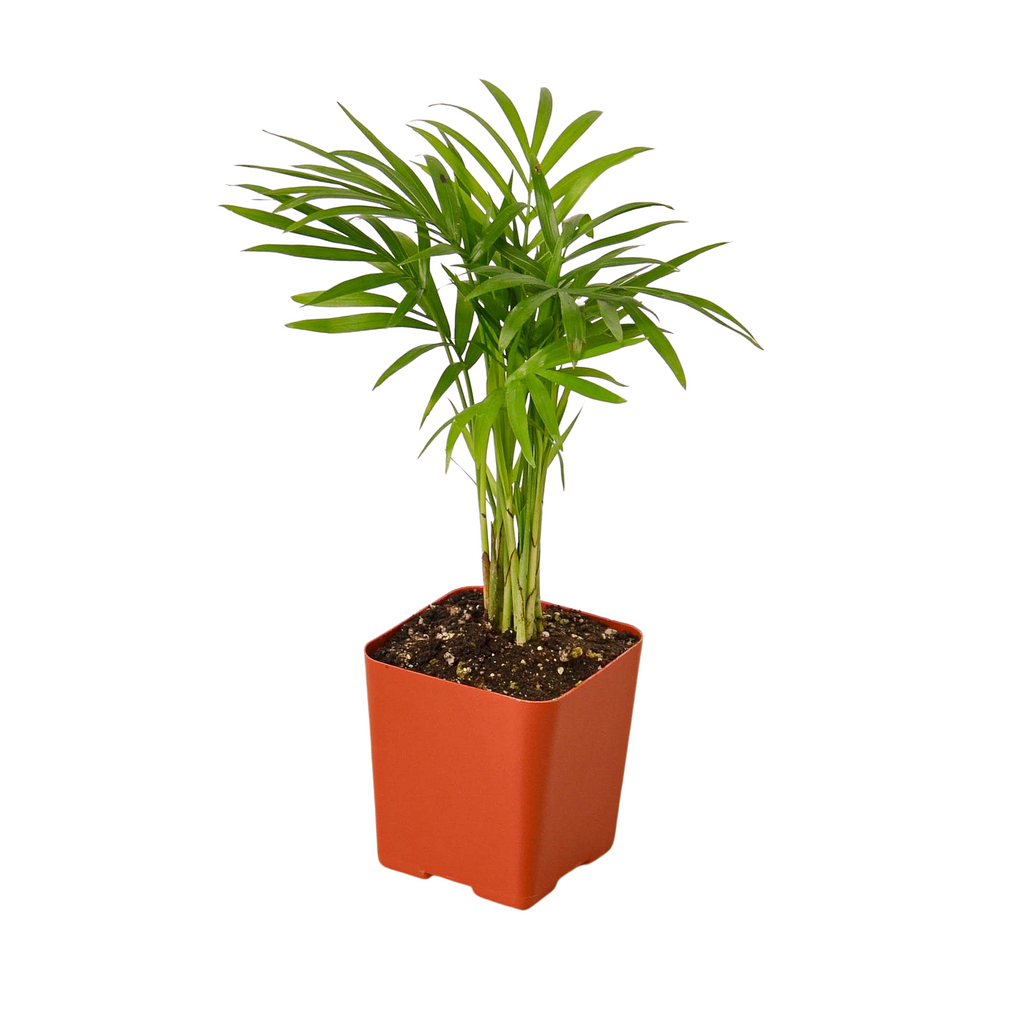 3" Tropical Bundle