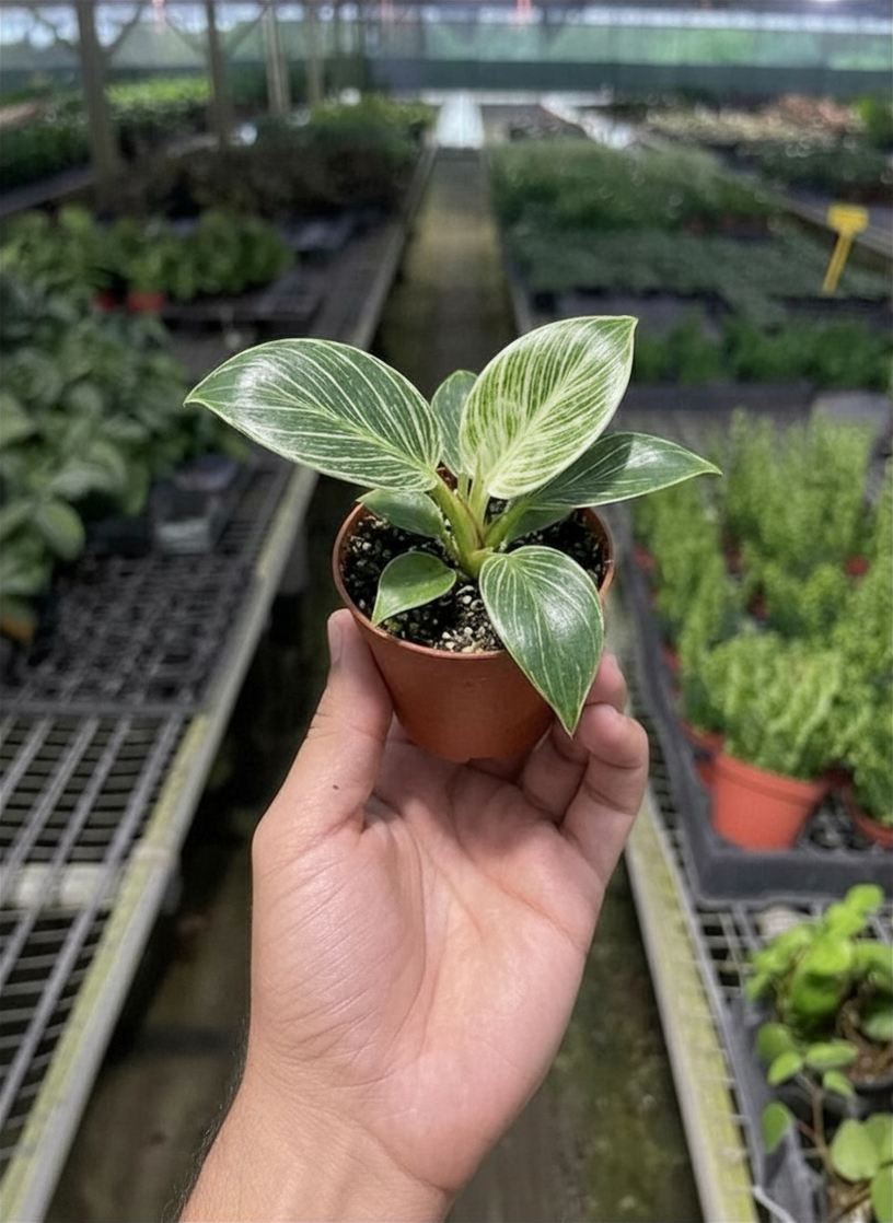 Philodendron Birkin