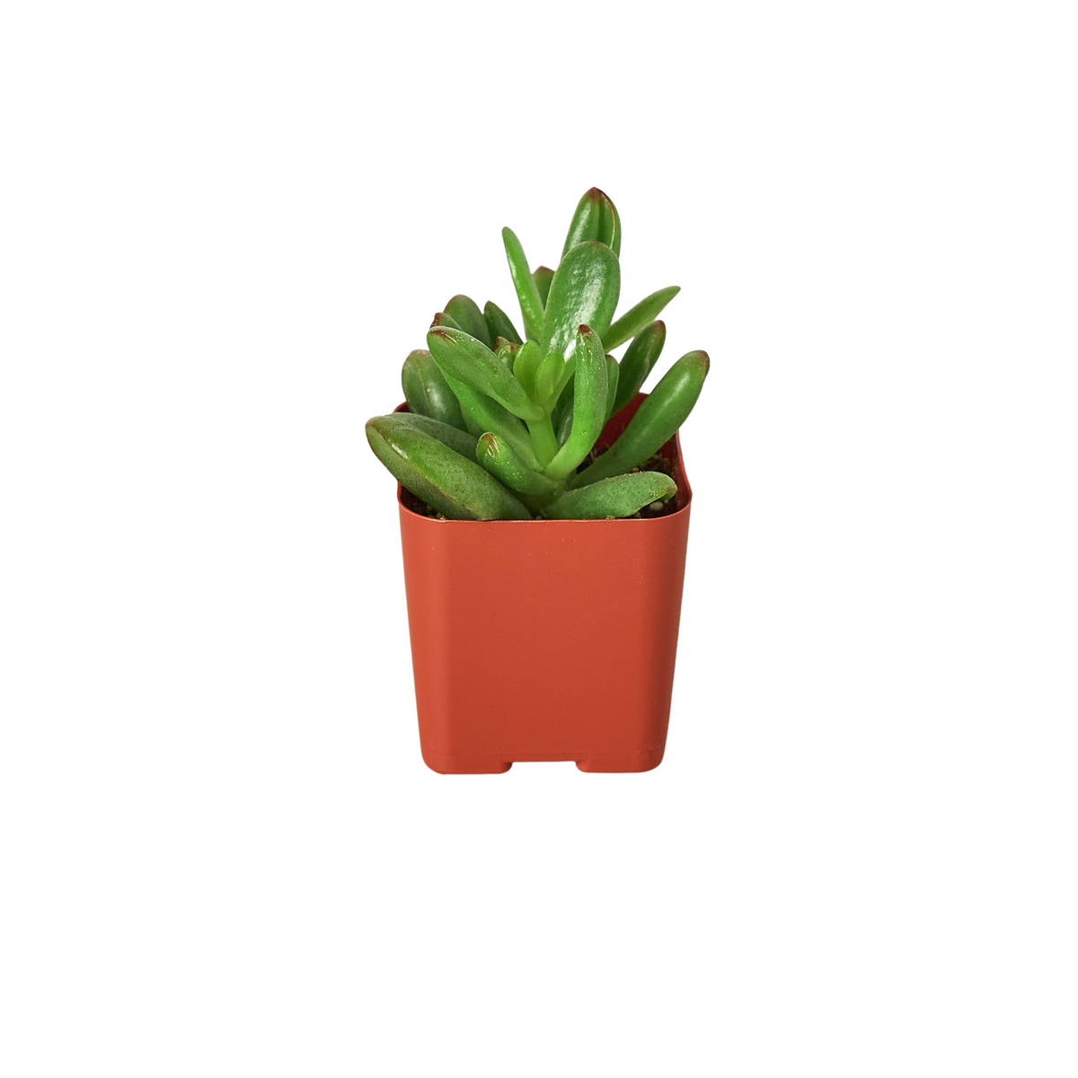 3" Tropical Bundle