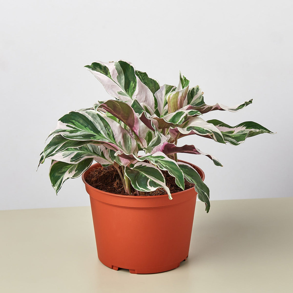 White Fusion Calathea