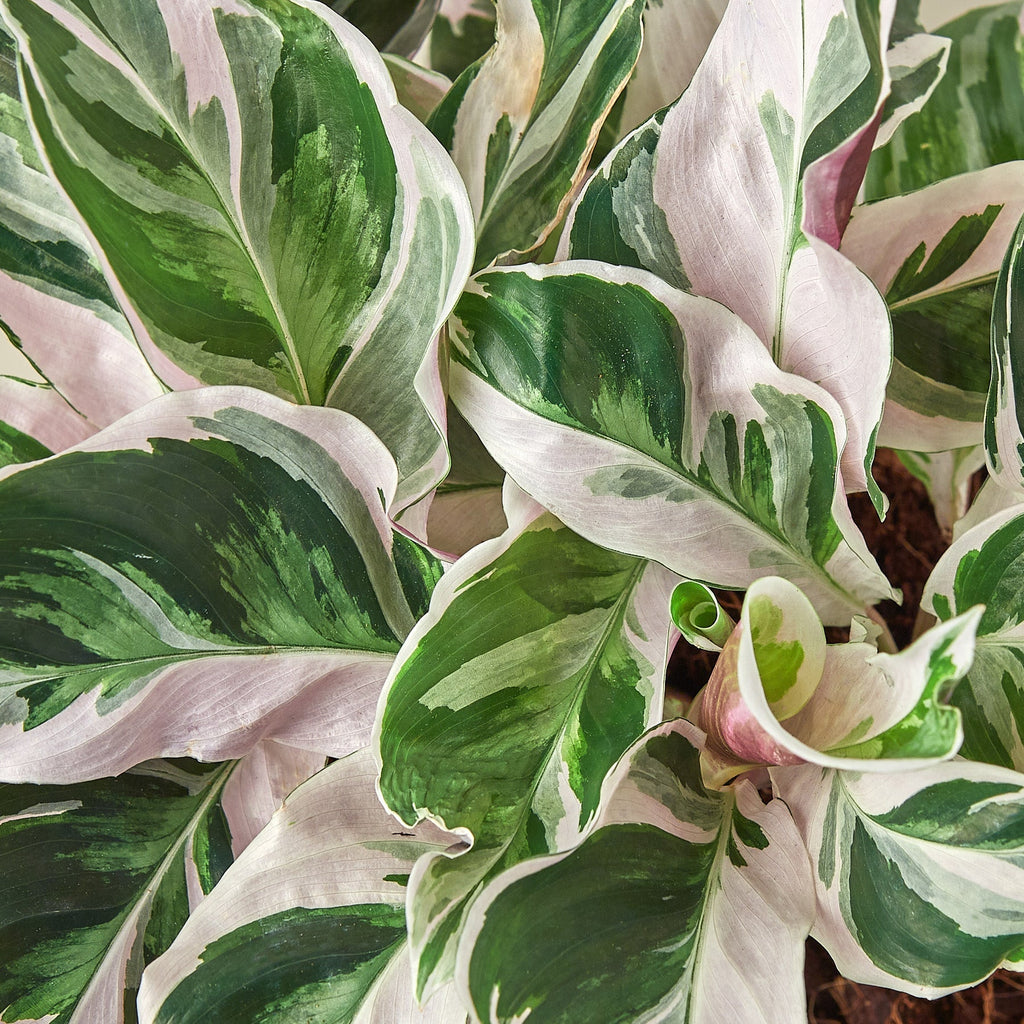 White Fusion Calathea