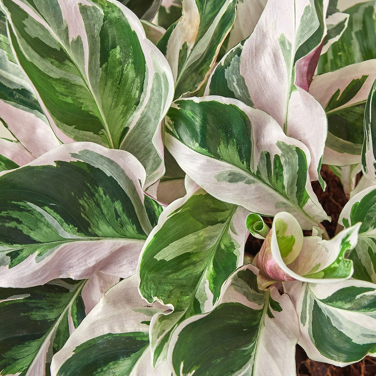 White Fusion Calathea