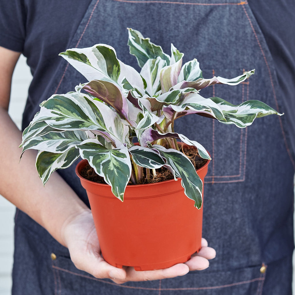 White Fusion Calathea