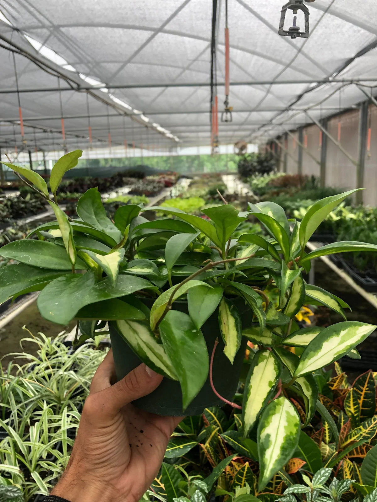 Krimson Princess Hoya