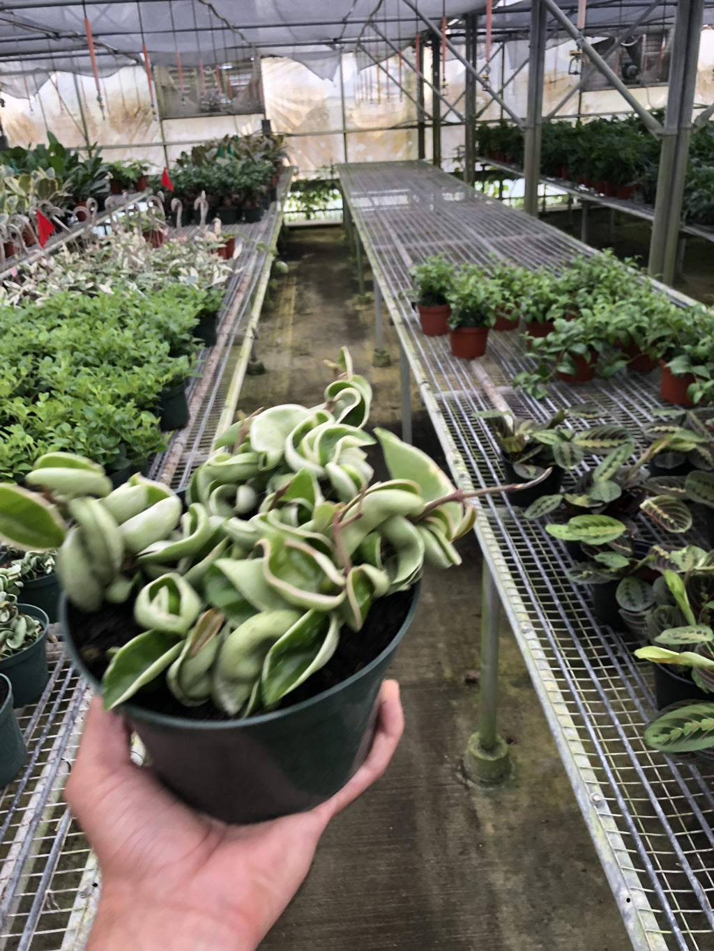 Variegated Hoya Rope Plant
