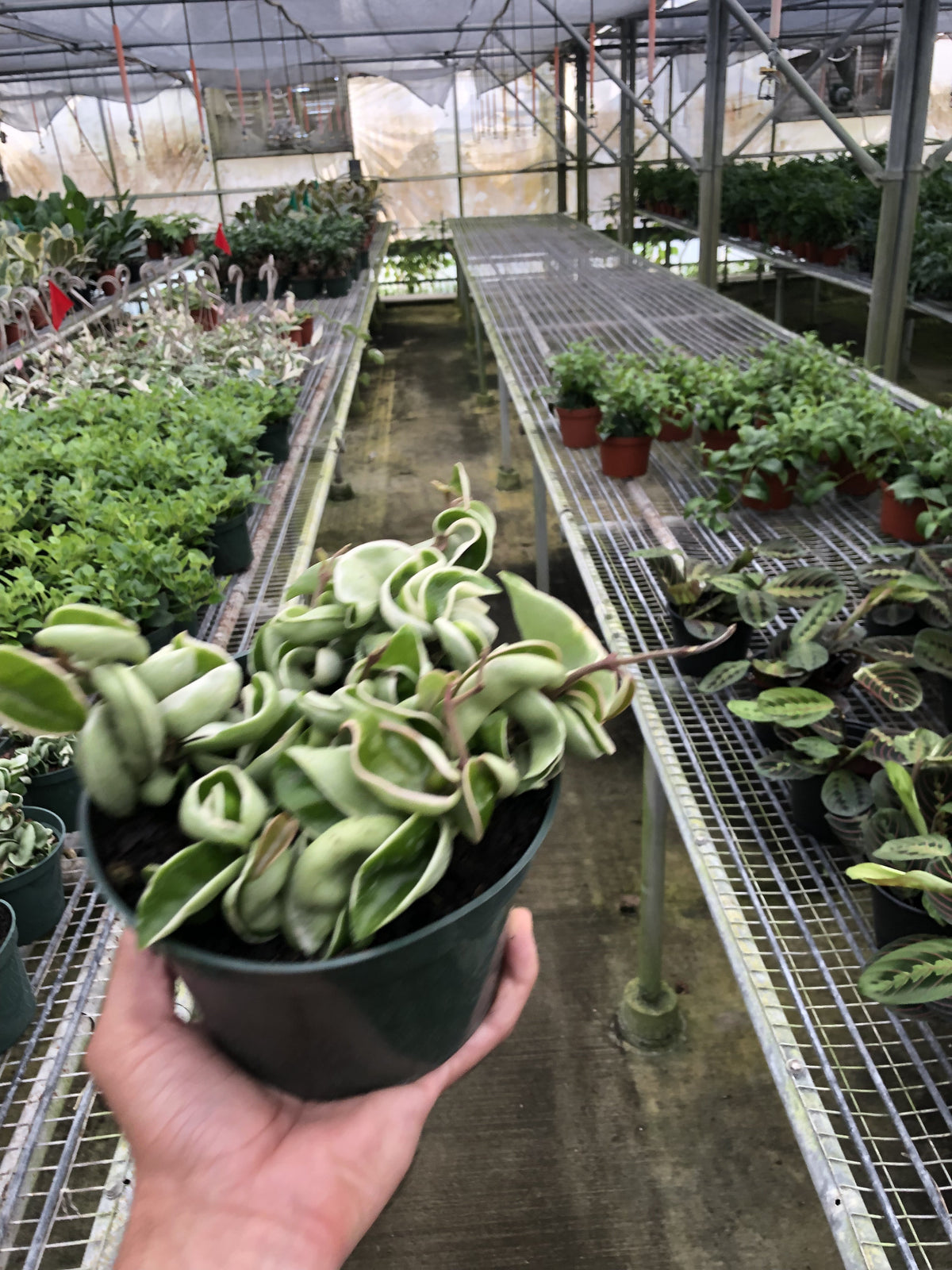 Variegated Hoya Rope Plant