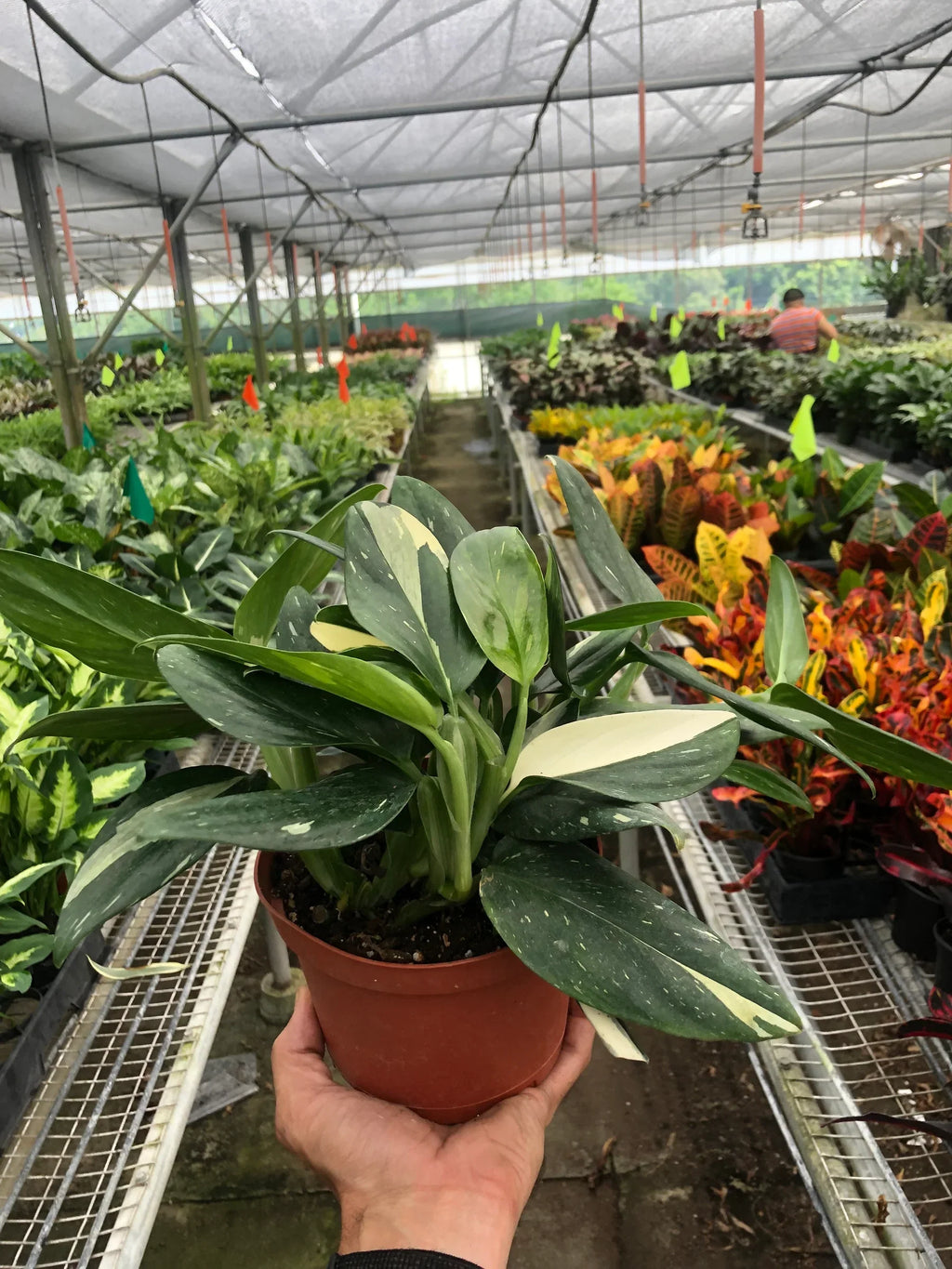 Standeleyana Albo Monstera