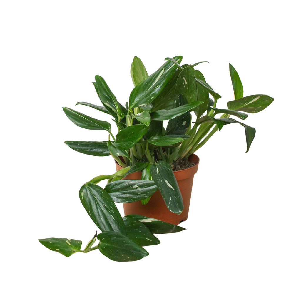 Standeleyana Albo Monstera